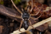 Le Philodrome disparate. Un mle (Araneae - Philodromidae - Philodromus dispar)